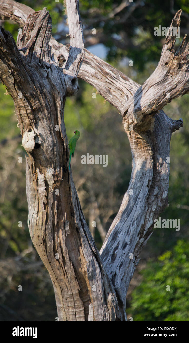 Indian rose-ringed parakeet on the tree. Sri Lanka Stock Photo - Alamy