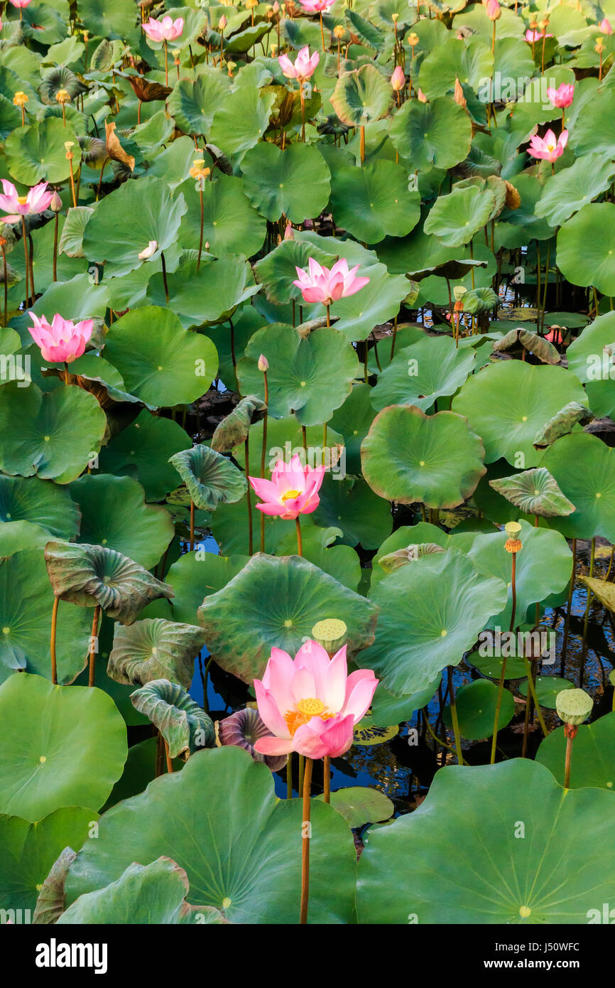 Bali Roses Over Pool Lotus flowers in a pool at a temple in Ubud, Bali Stock Photo - Alamy