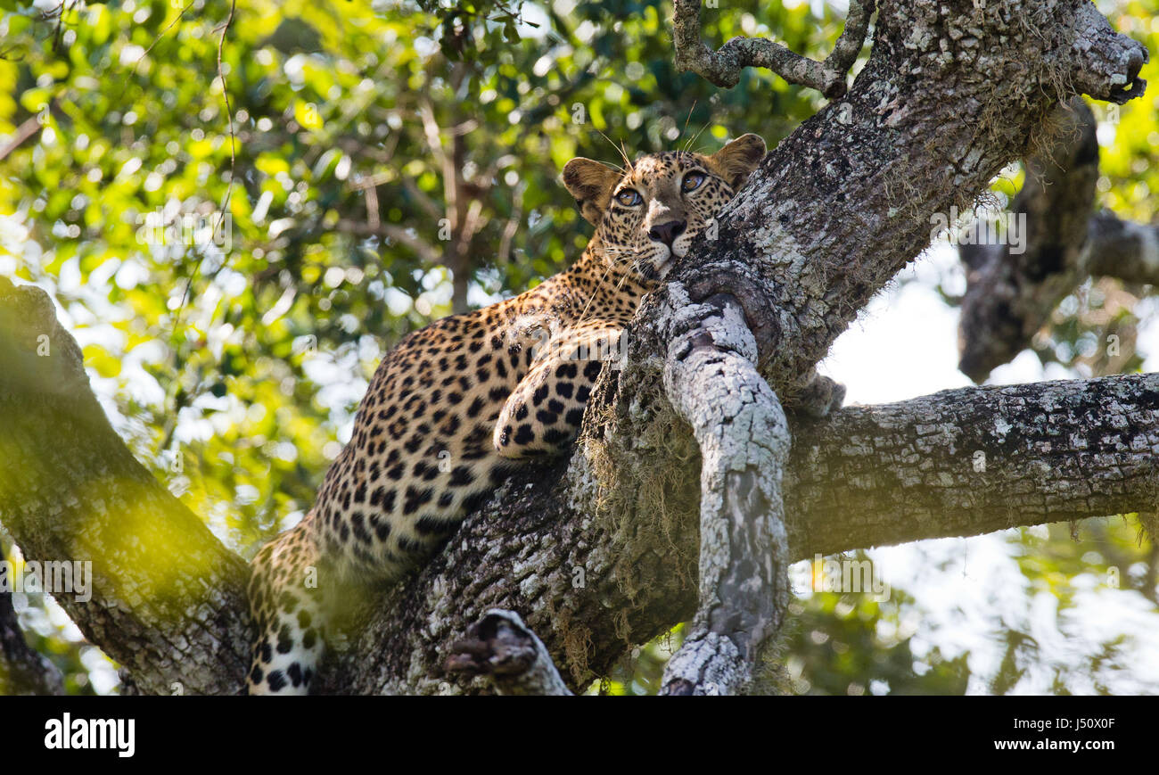 The leopard lies on a large tree branch. Sri Lanka. Stock Photo