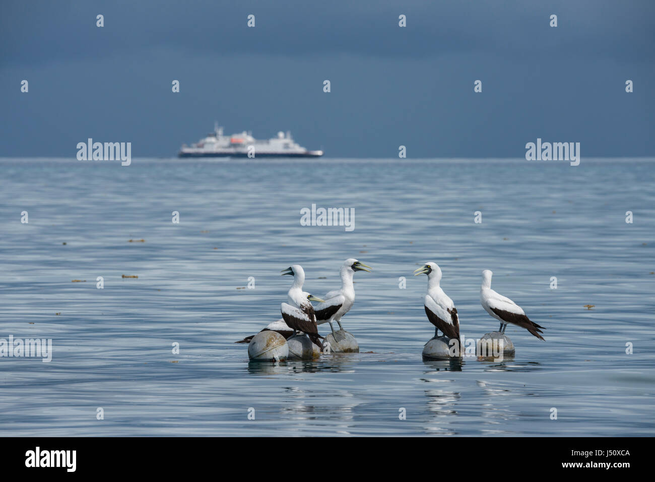 Seychelles, Indian Ocean, Aldabra Island Group, Cosmoledo Atoll. Home to the Seychelles' largest colonies of all three species of booby in the area. S Stock Photo