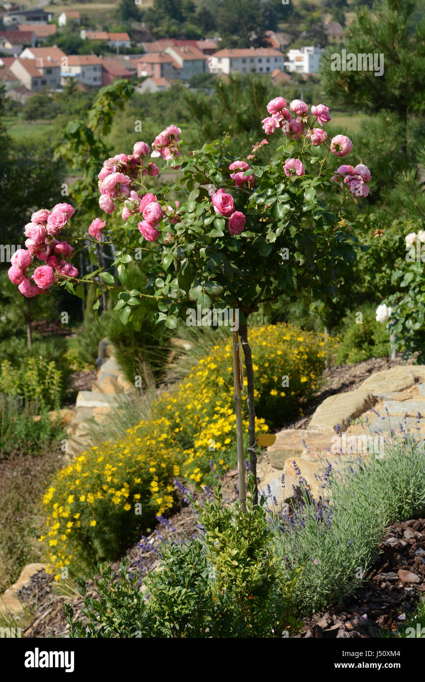 Rosa POMPONELLA Kordes rose tree Stock Photo - Alamy