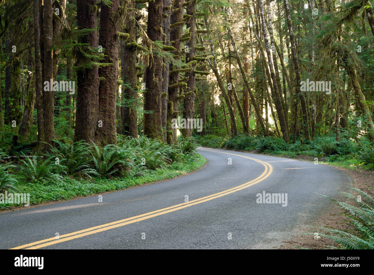 The two lane road cuts a path through old growth forest in Hoh Rain Forest National Park Stock Photo