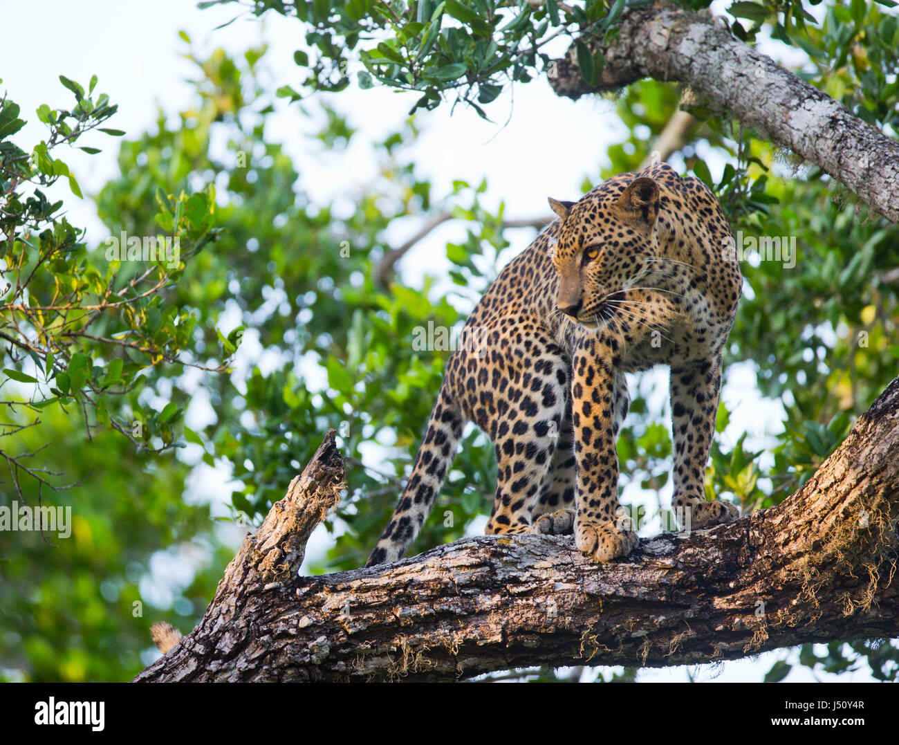 R Leopard Leopard standing on a large tree branch. Sri Lanka Stock Photo - Alamy
