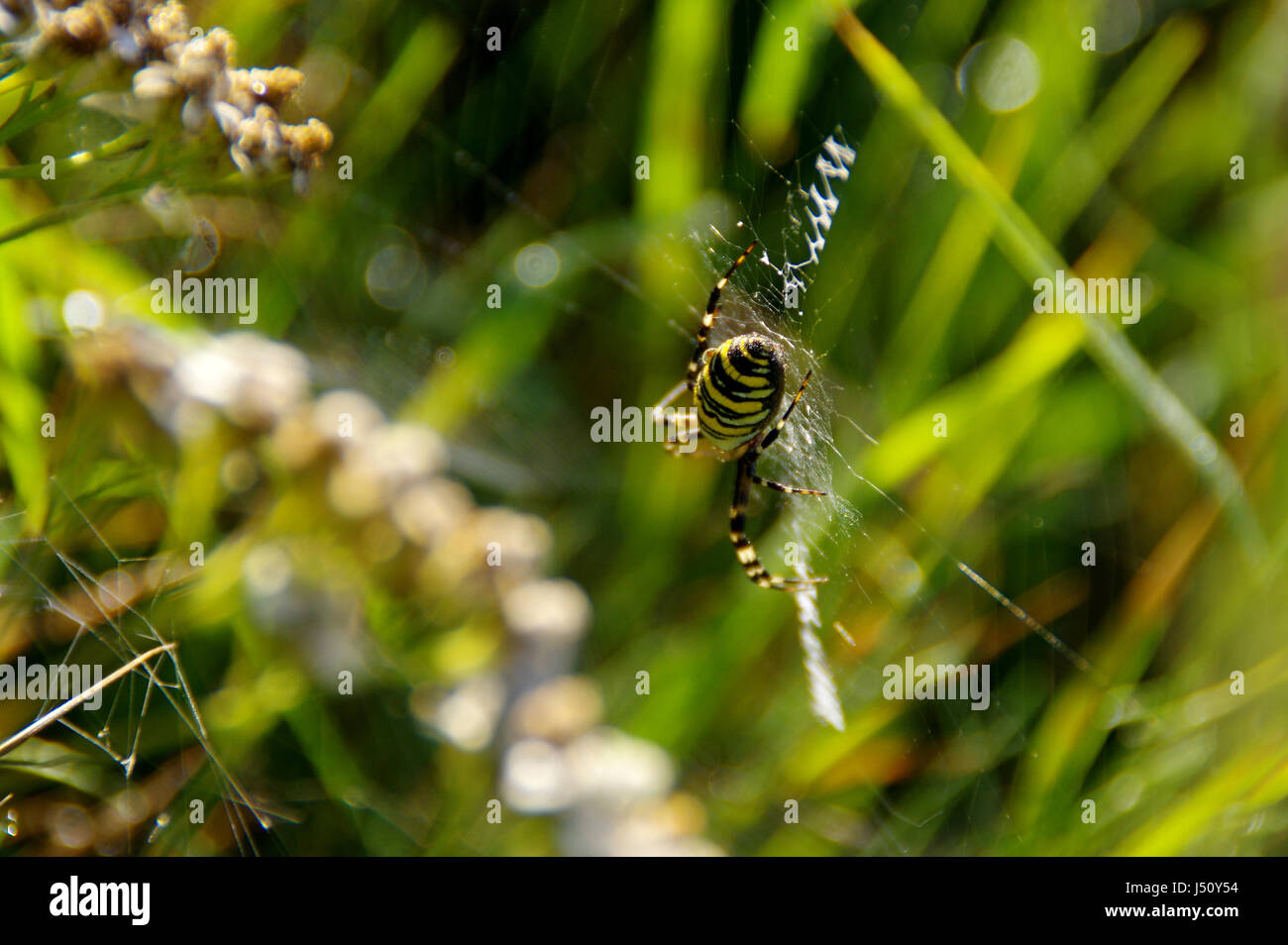 Wasp spider on web in morning light Stock Photo