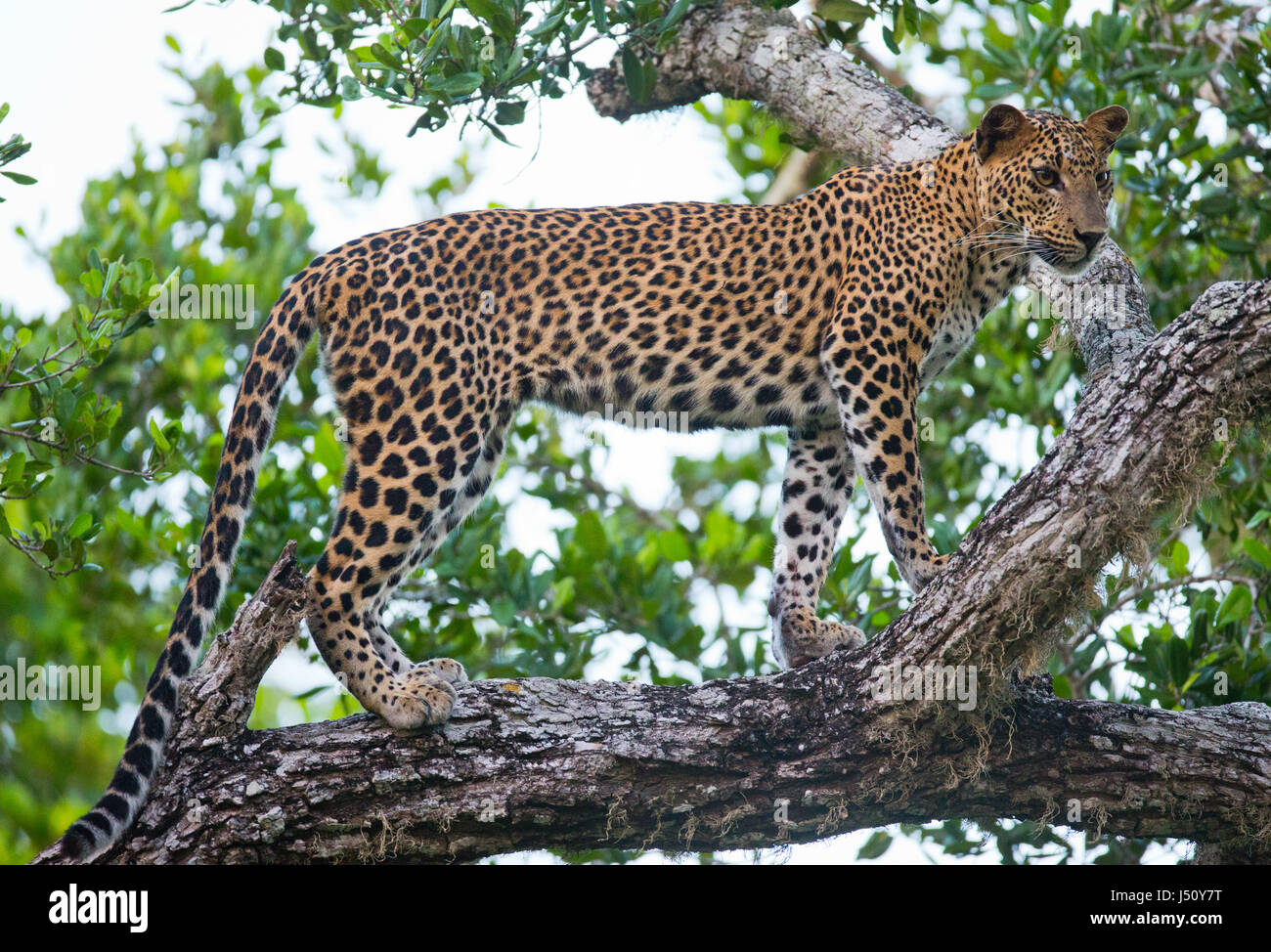 Leopard standing on a large tree branch. Sri Lanka. Stock Photo