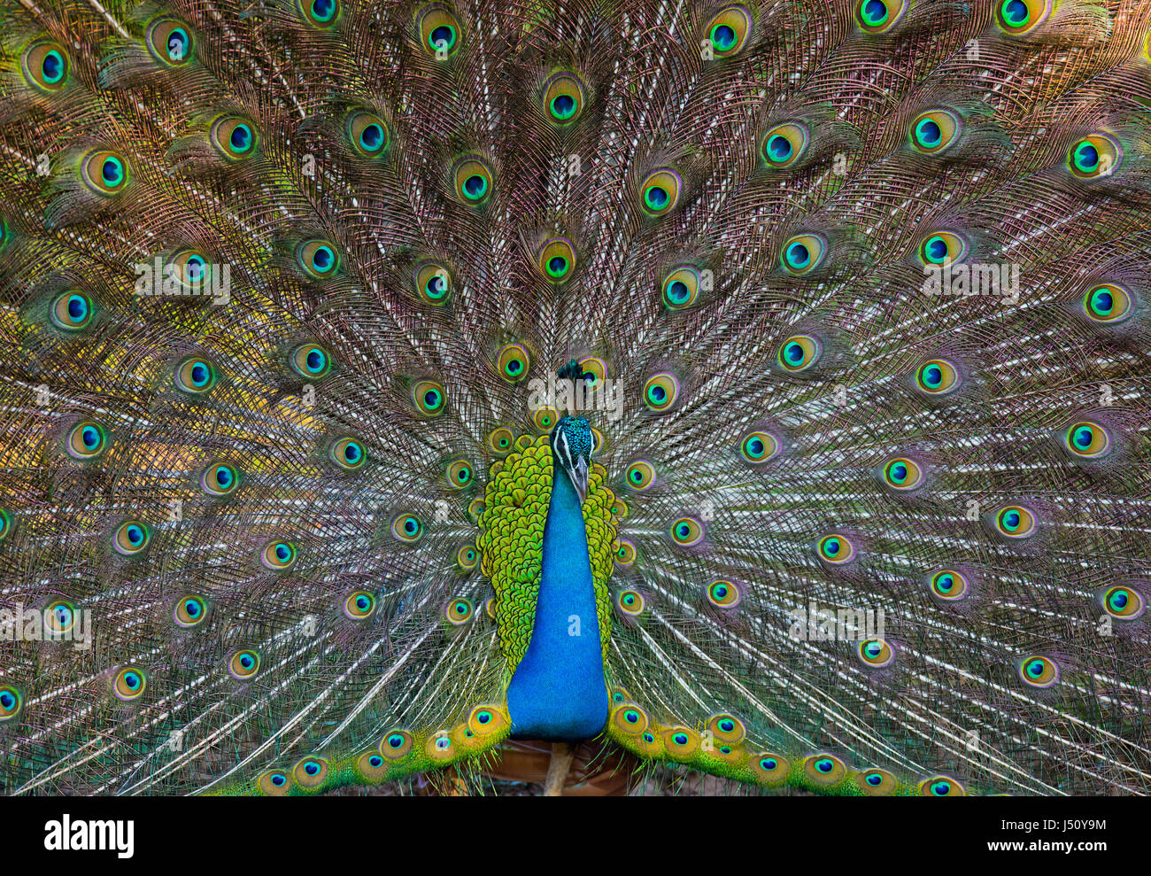 Portrait of a peacock on the background of his tail. Close-up. Sri Lanka. Stock Photo