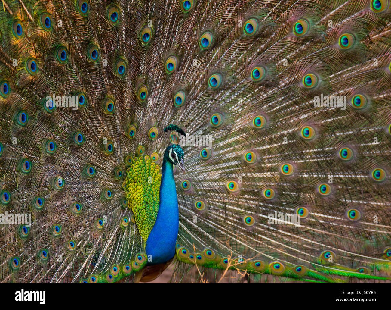 Portrait of a peacock on the background of his tail. Close-up. Sri Lanka. Stock Photo