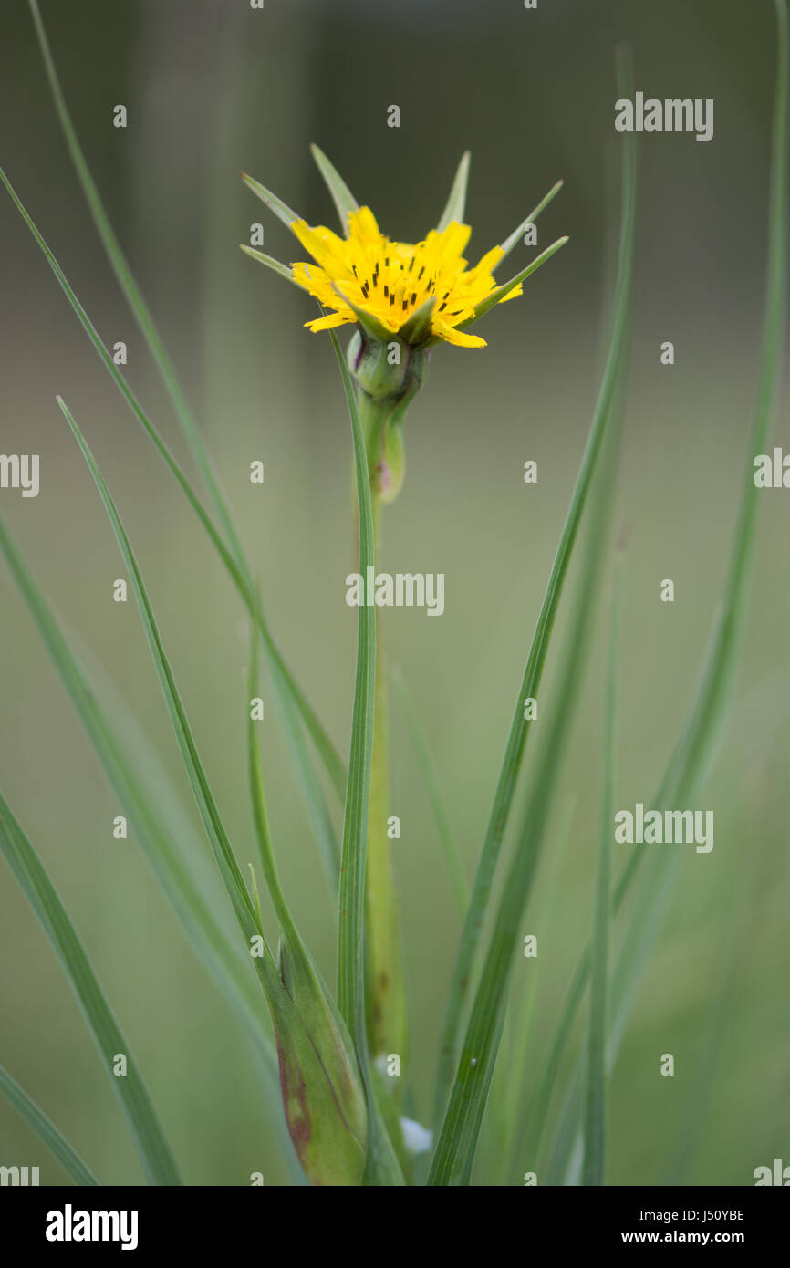 Goat's-beard (Tragopogon pratensis) plant in flower. Plant in the daisy family (Asteraceae) with bright yellow flowerheads, long bracts Stock Photo