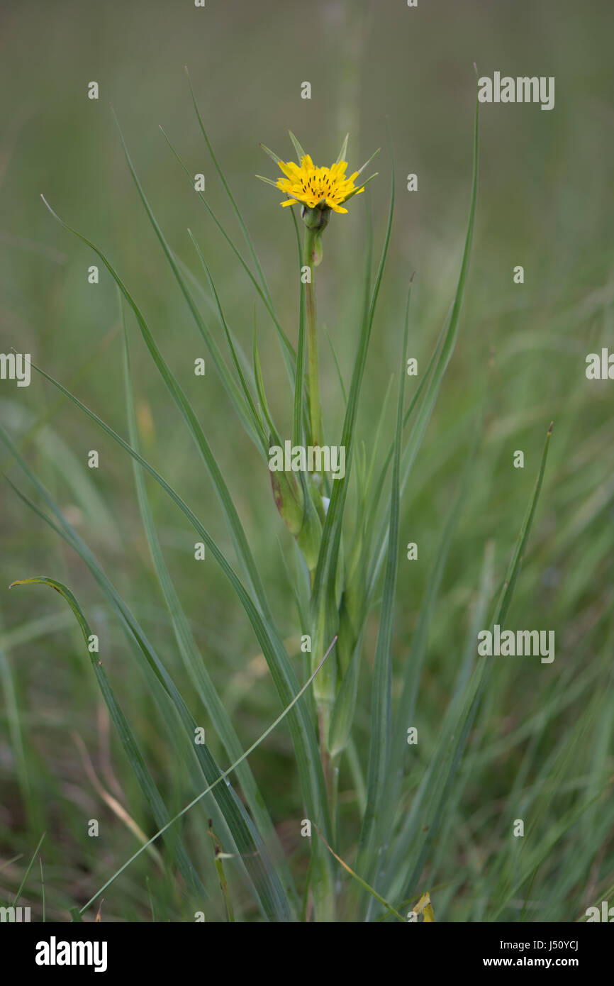 Goat's-beard (Tragopogon pratensis) plant in flower. Plant in the daisy family (Asteraceae) with bright yellow flowerheads, long bracts Stock Photo