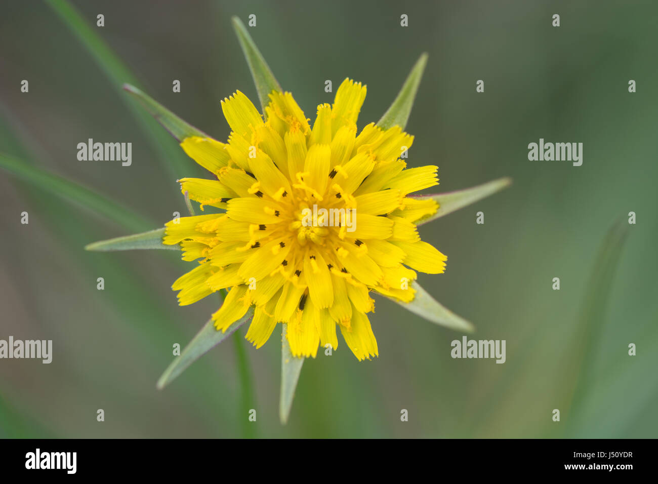 Goat's-beard (Tragopogon pratensis) inflorescence. Plant in the daisy family (Asteraceae) with bright yellow flowerheads, long bracts Stock Photo