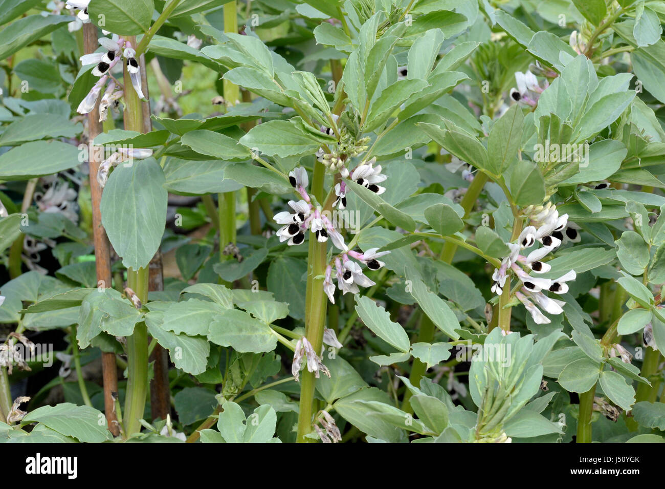 Broad bean plants in flower, variety Witkiem Manita, Vicia Faba also known as field bean, fava