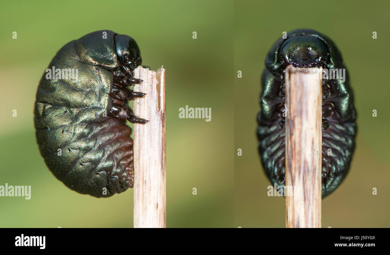 Bloody-nosed beetle (Timarcha tenebricosa) larva. Larval stage of beetle in the family Chrysomelidae, found feeding on bedstraws (Galium sp.) Stock Photo