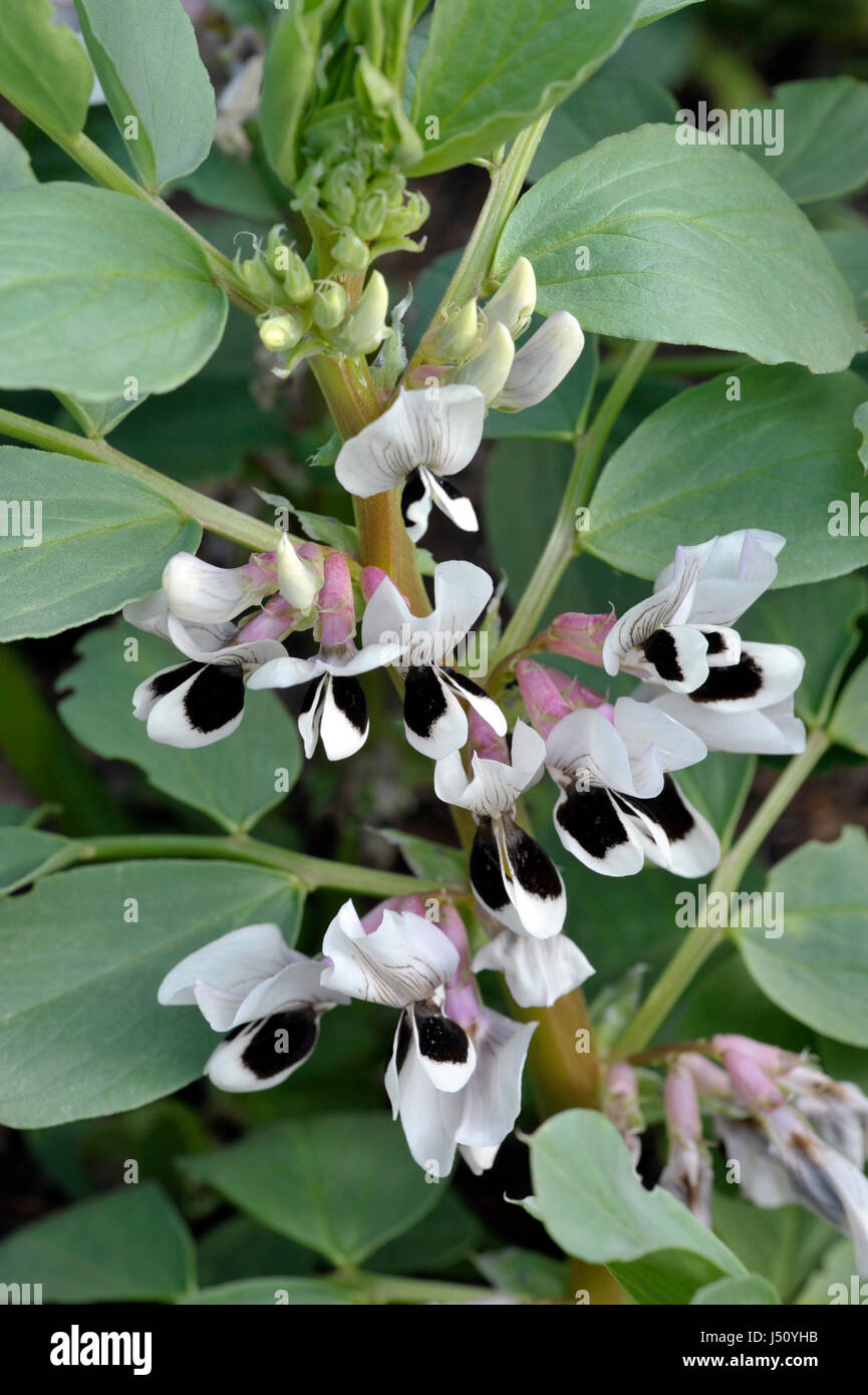 Bean witkiem manita hires stock photography and images Alamy