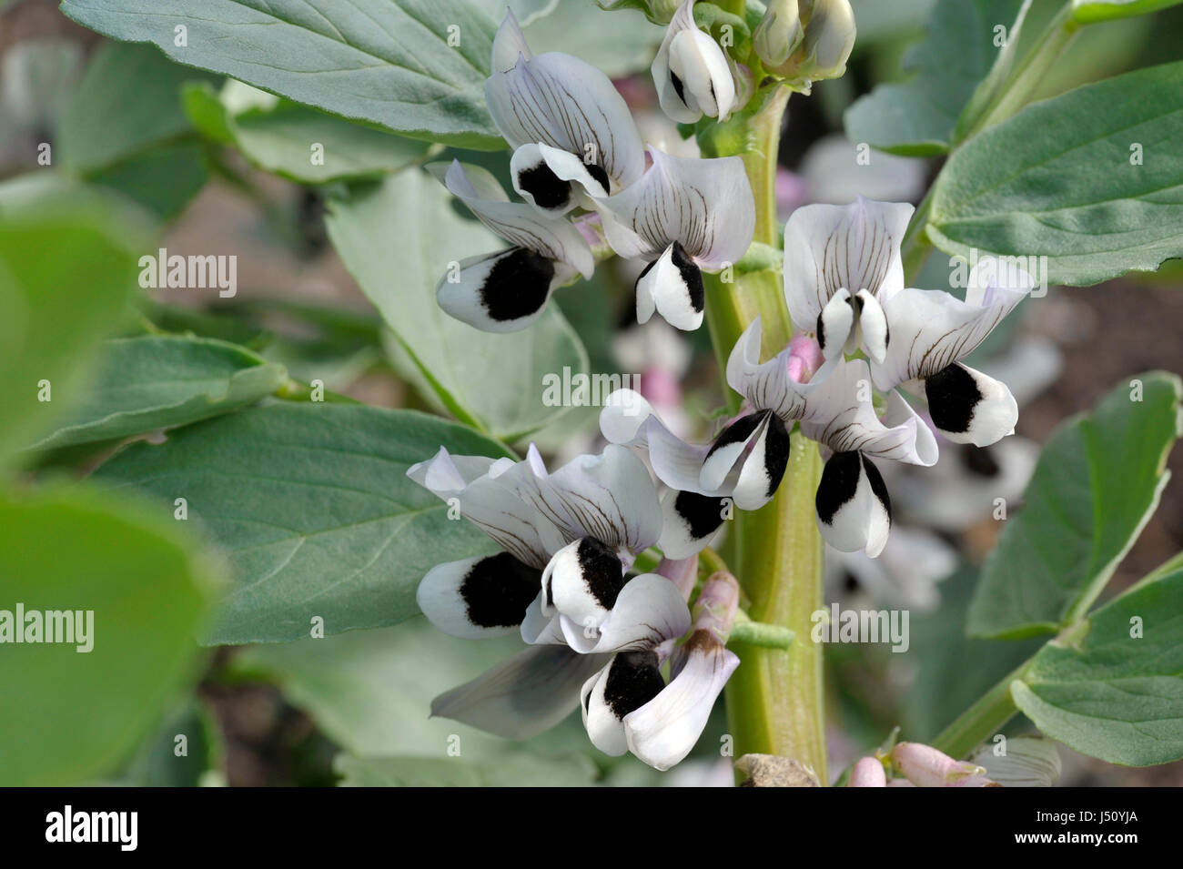 Broad bean witkiem manita hi-res stock photography and images - Alamy