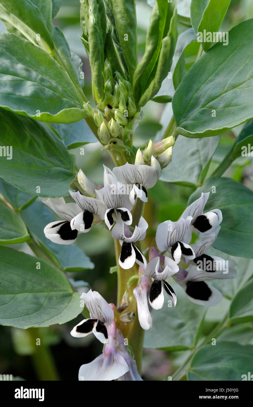 Broad bean witkiem manita hires stock photography and images Alamy