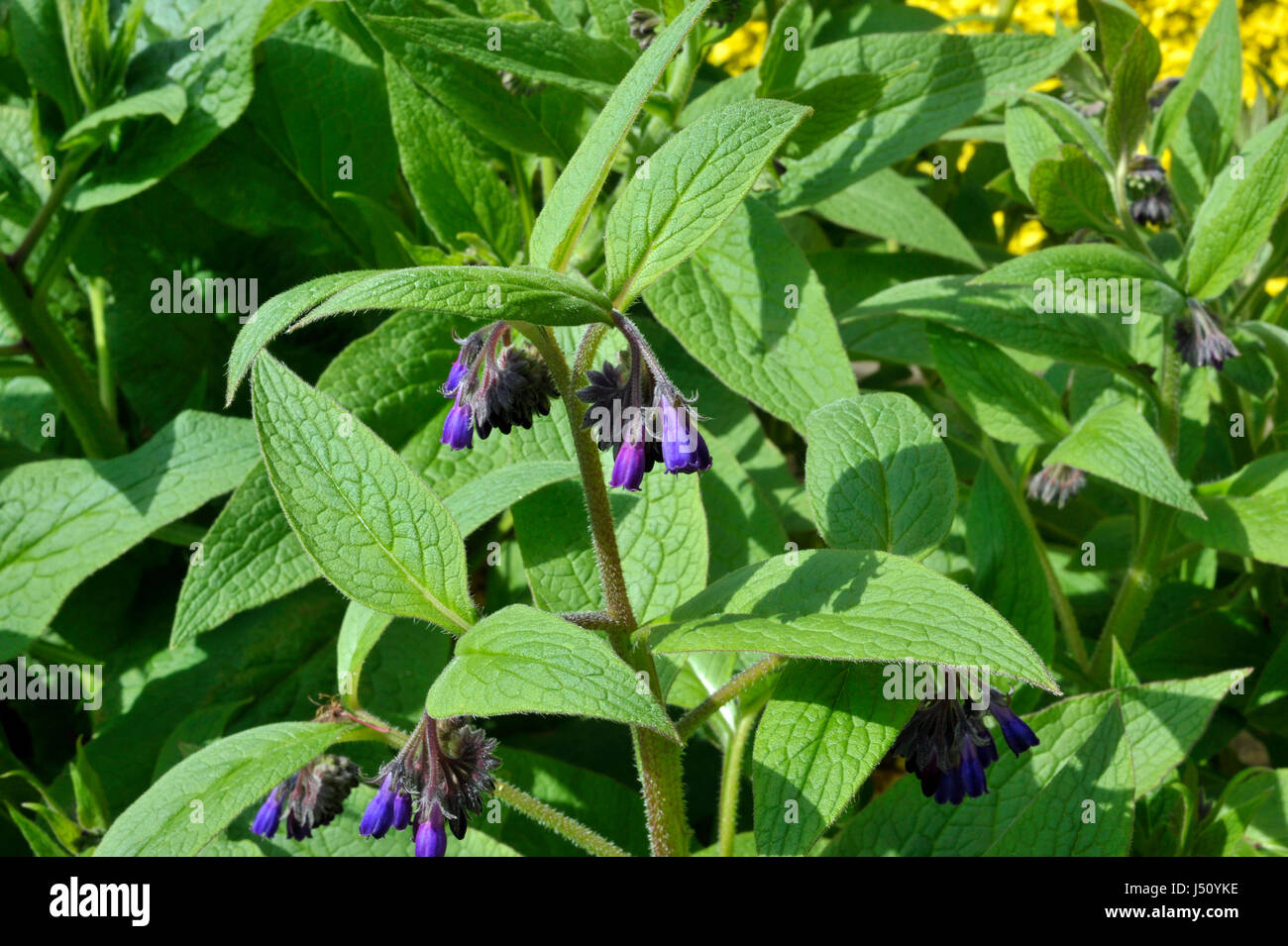 Comfrey plants flowering in a garden, genus symphytum Bocking 14 cultivar of Russian Comfrey also spelt comphrey, a herb which is prized by organic ga Stock Photo