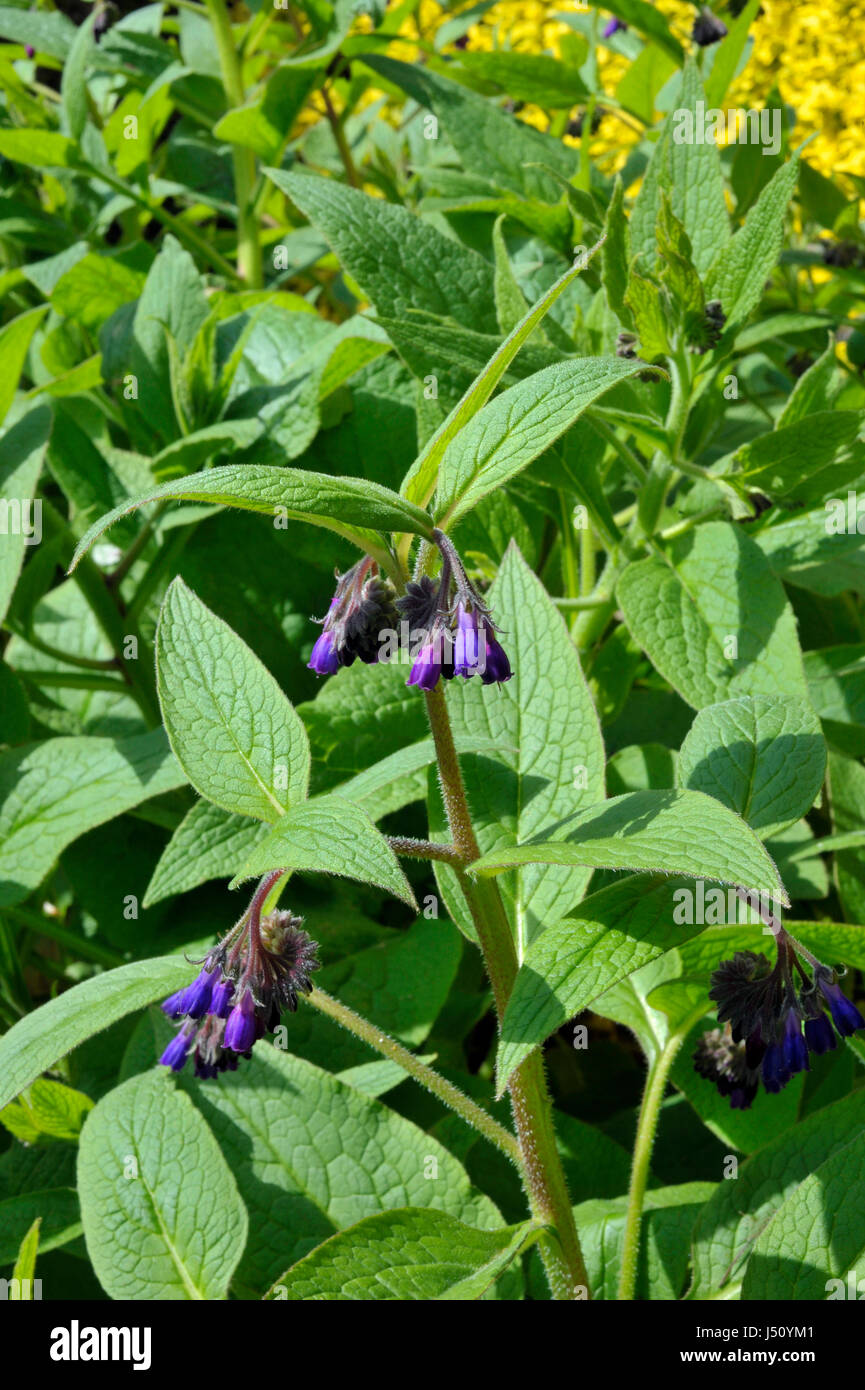 Comfrey plants flowering in a garden, genus symphytum Bocking 14 cultivar of Russian Comfrey also spelt comphrey, a herb which is prized by organic ga Stock Photo