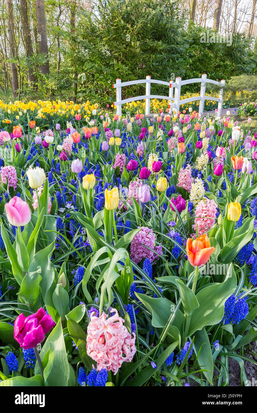 Mixed field of flowers with tulips hyacinths and white bridge Stock Photo