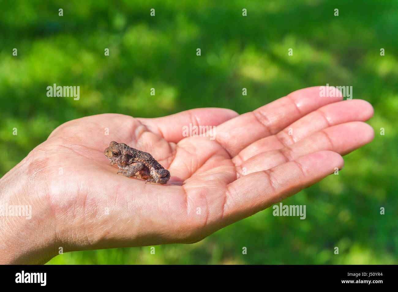 Little brown frog sitting on female hand with green grass Stock Photo