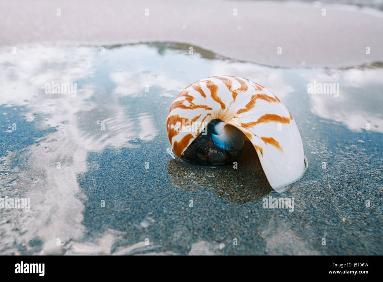 small nautilus shell with ocean , beach and seascape, shallow dof Stock  Photo - Alamy