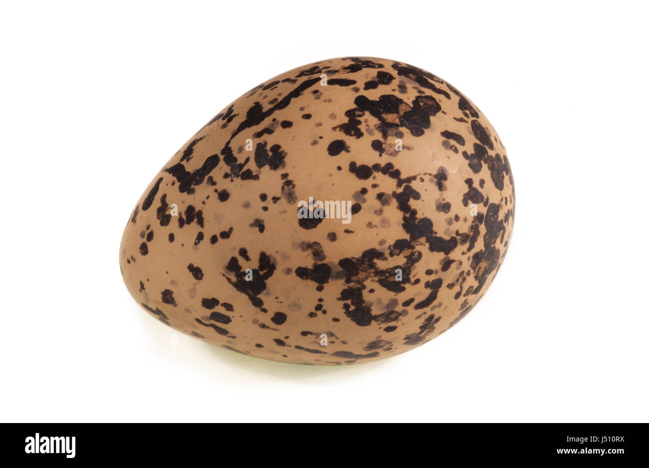A Southern Lapwing (Vanellus chilensis) egg on a white background Stock Photo