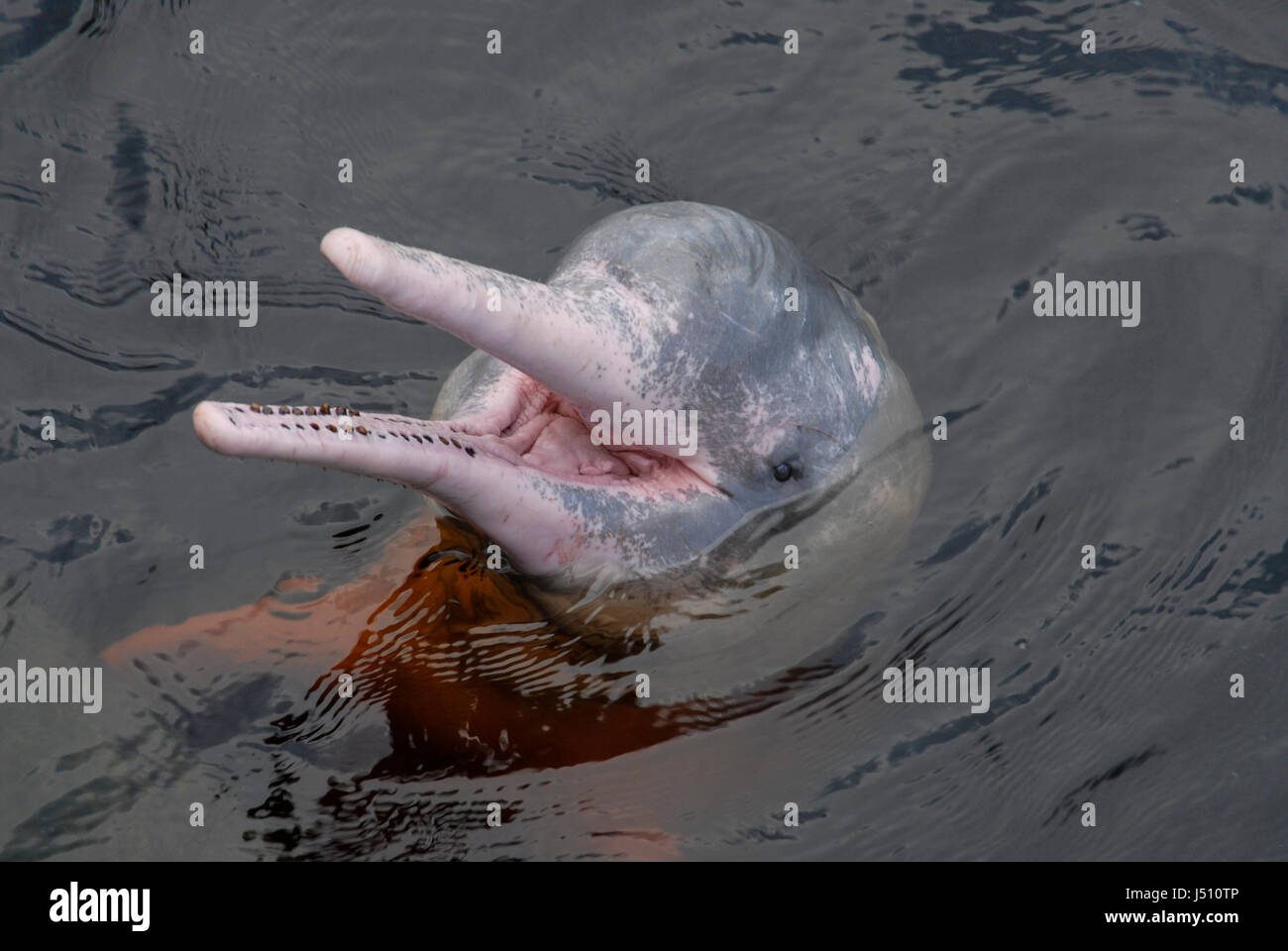 A Pink River Dolphin in the dark waters of the Amazon River near Manaus Stock Photo