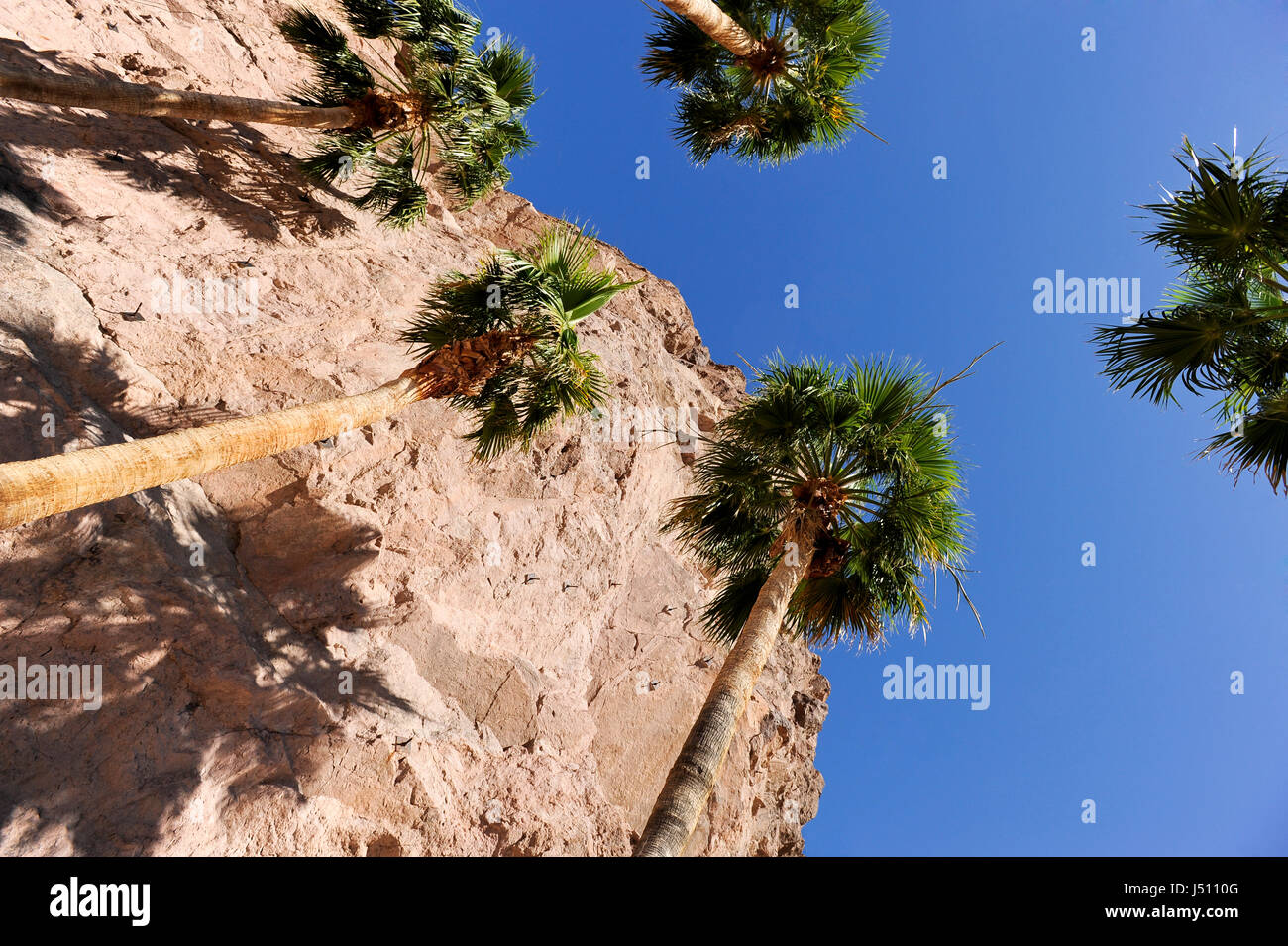 Desert palm trees and cliff side, looking upward Stock Photo