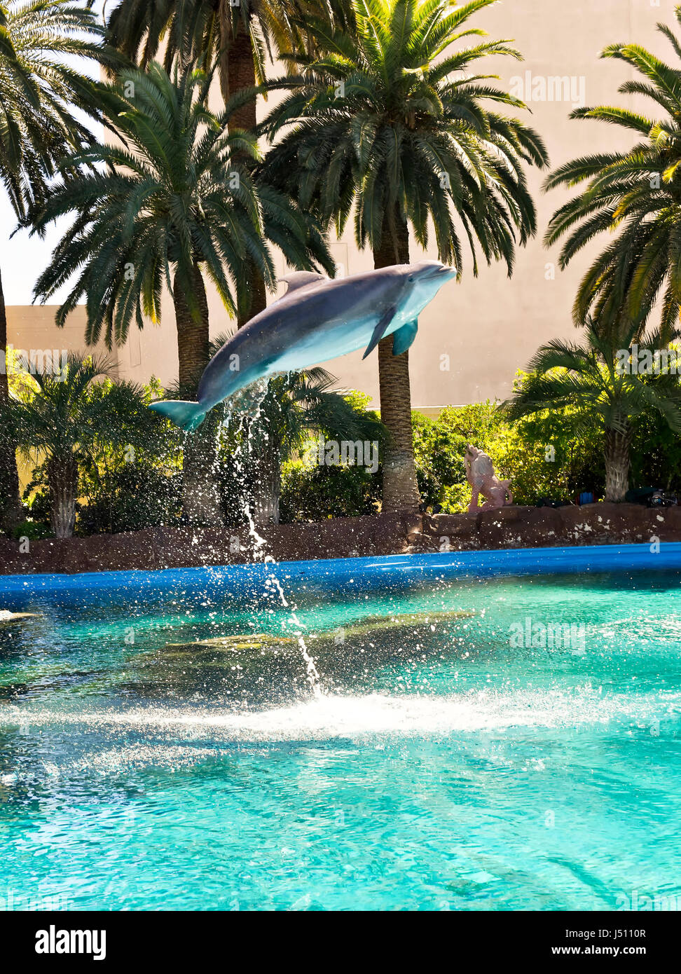 Osbourne the dolfin jumps out of the water on comand from his trainer at the Mirage, Secret Garden in Las Vegas, Nevada. Stock Photo