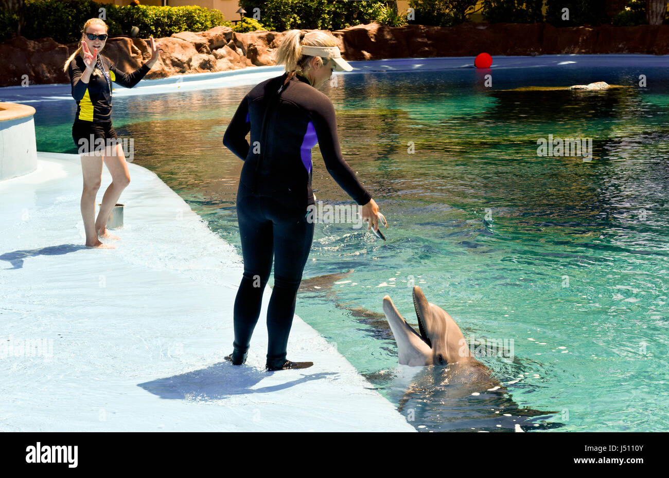 Dolfins being rewarded by a trainer at the Mirage, Secret Garden in Las Vegas, Nevada. Stock Photo
