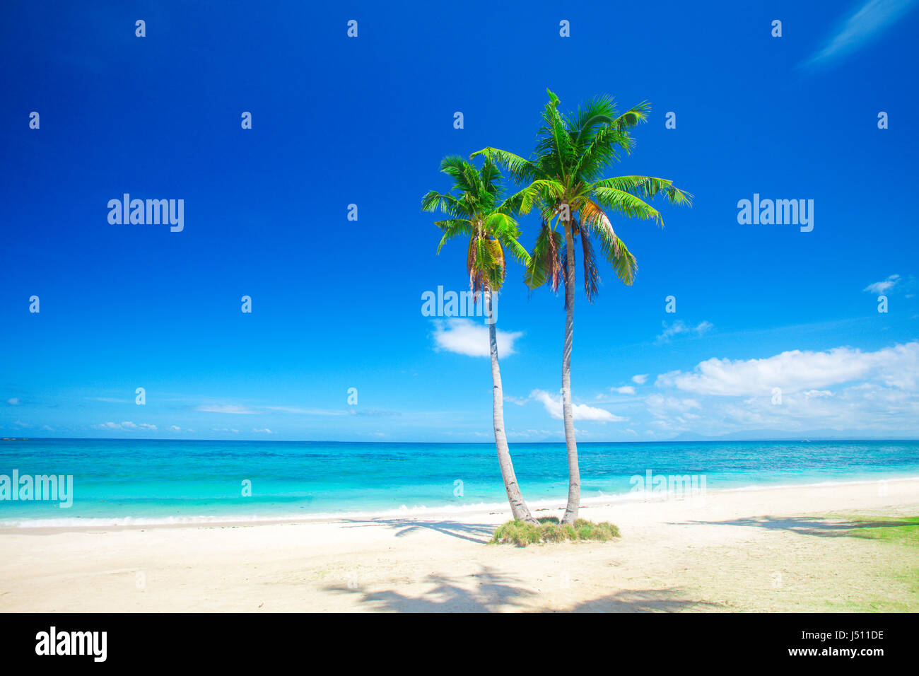 Palm Ocean