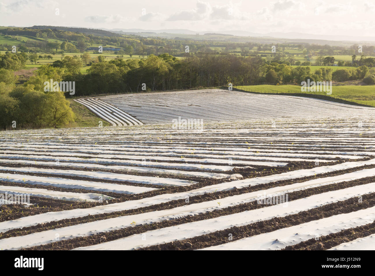 Fields covered in plastic mulch hires stock photography and images Alamy