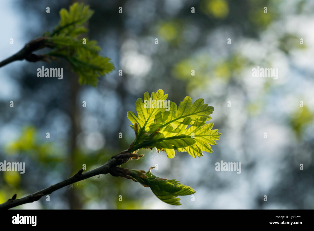 Spring green foliage oak tree hi-res stock photography and images - Alamy