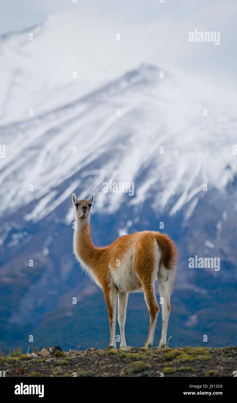Guanaco stands on the crest of the mountain backdrop of snowy peaks. Torres del Paine. Chile. An excellent illustration. Stock Photo