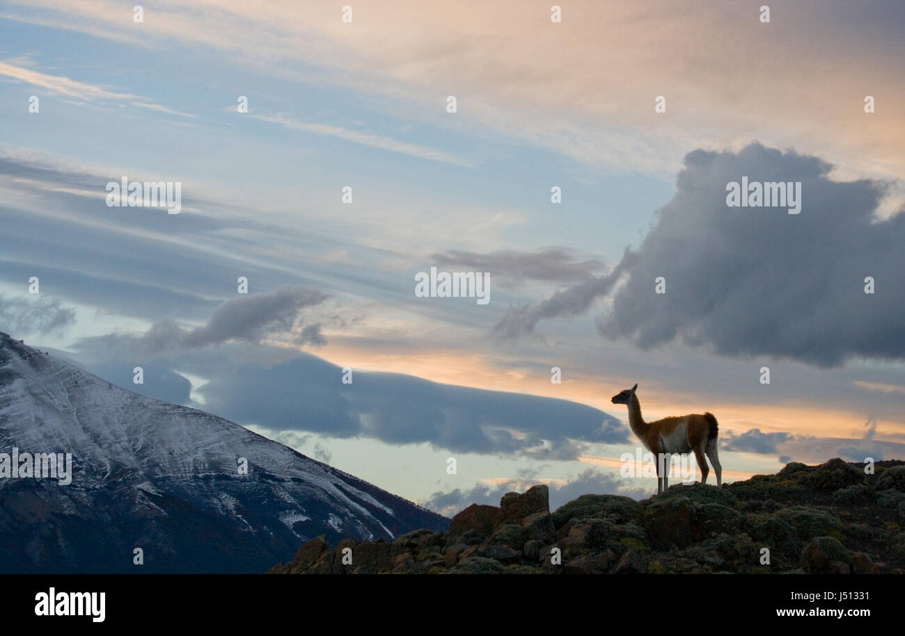 Guanaco stands on the crest of the mountain backdrop of snowy peaks. Torres del Paine. Chile. An excellent illustration. Stock Photo
