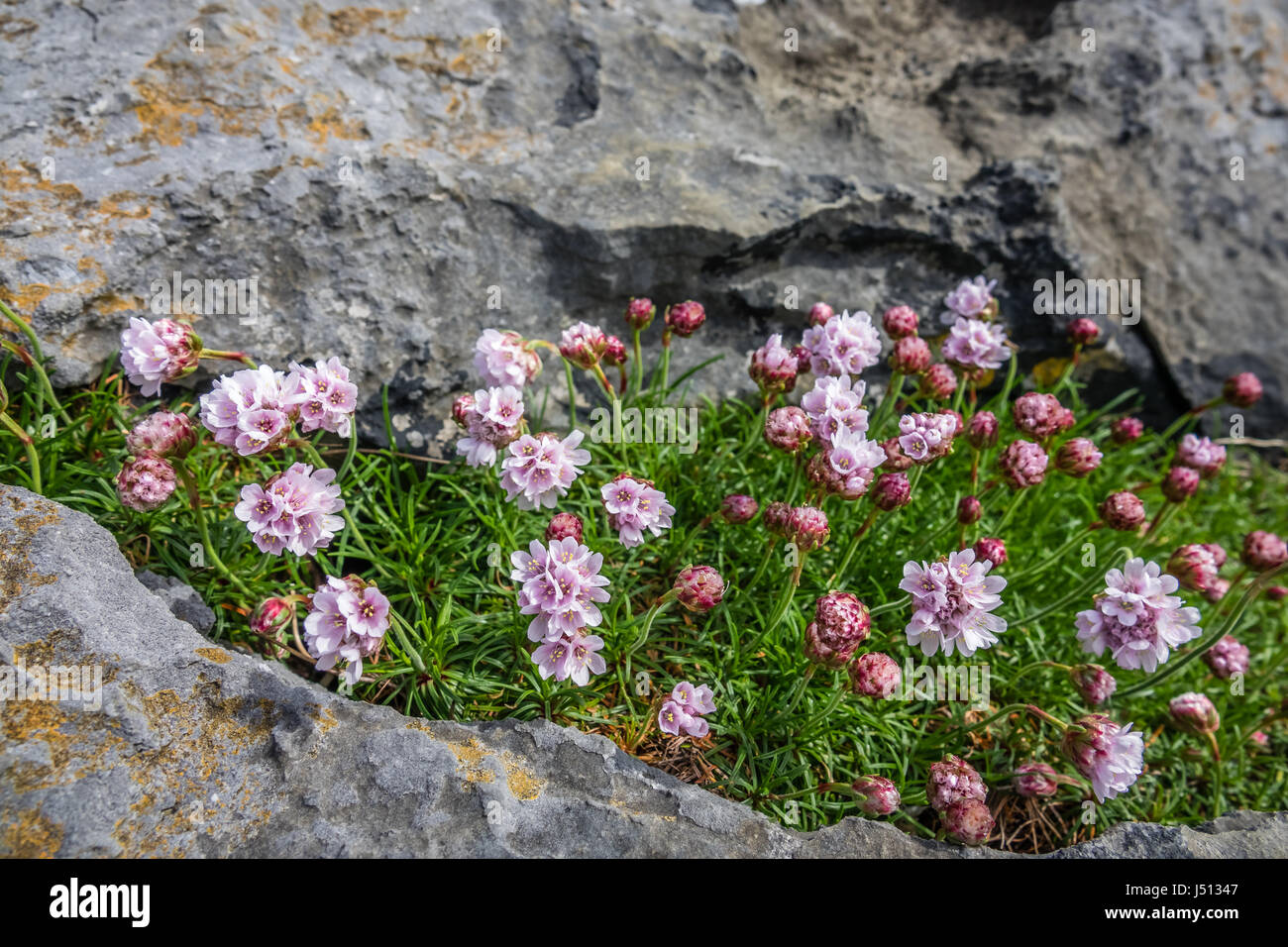 Small purple flowers growing on a hole between rocks on the cliffs in Doolins Bay, The Burren, County Clare, Ireland Stock Photo