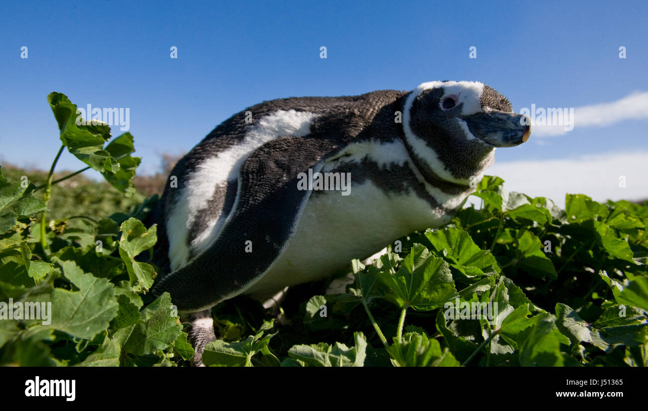 Portrait of Magellanic penguins. Close-up. Argentina. Peninsula Valdes. Stock Photo
