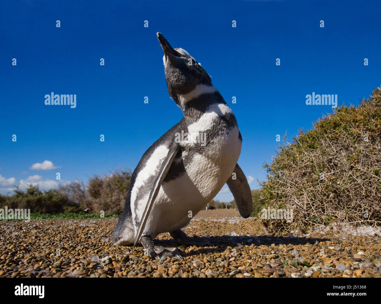 Portrait of Magellanic penguins. Close-up. Argentina. Peninsula Valdes. Stock Photo