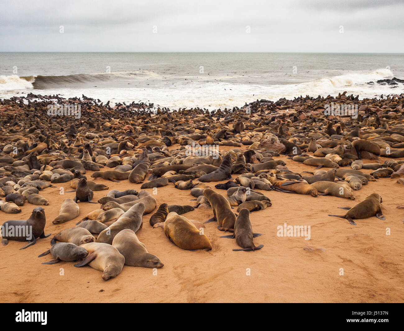 Sea lions, Cape Cross, Skeleton Coast, Namibia Stock Photo - Alamy
