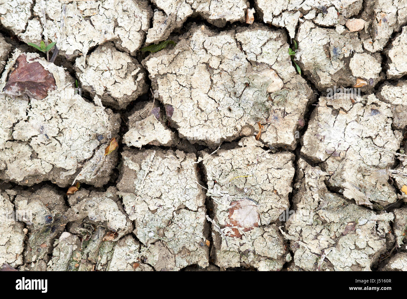 Parched desiccated agricultural soil due to dry climatic conditions, UK. Stock Photo