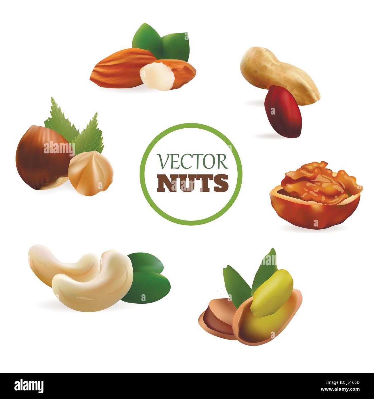 Cobnut vector vectors hires stock photography and images Alamy
