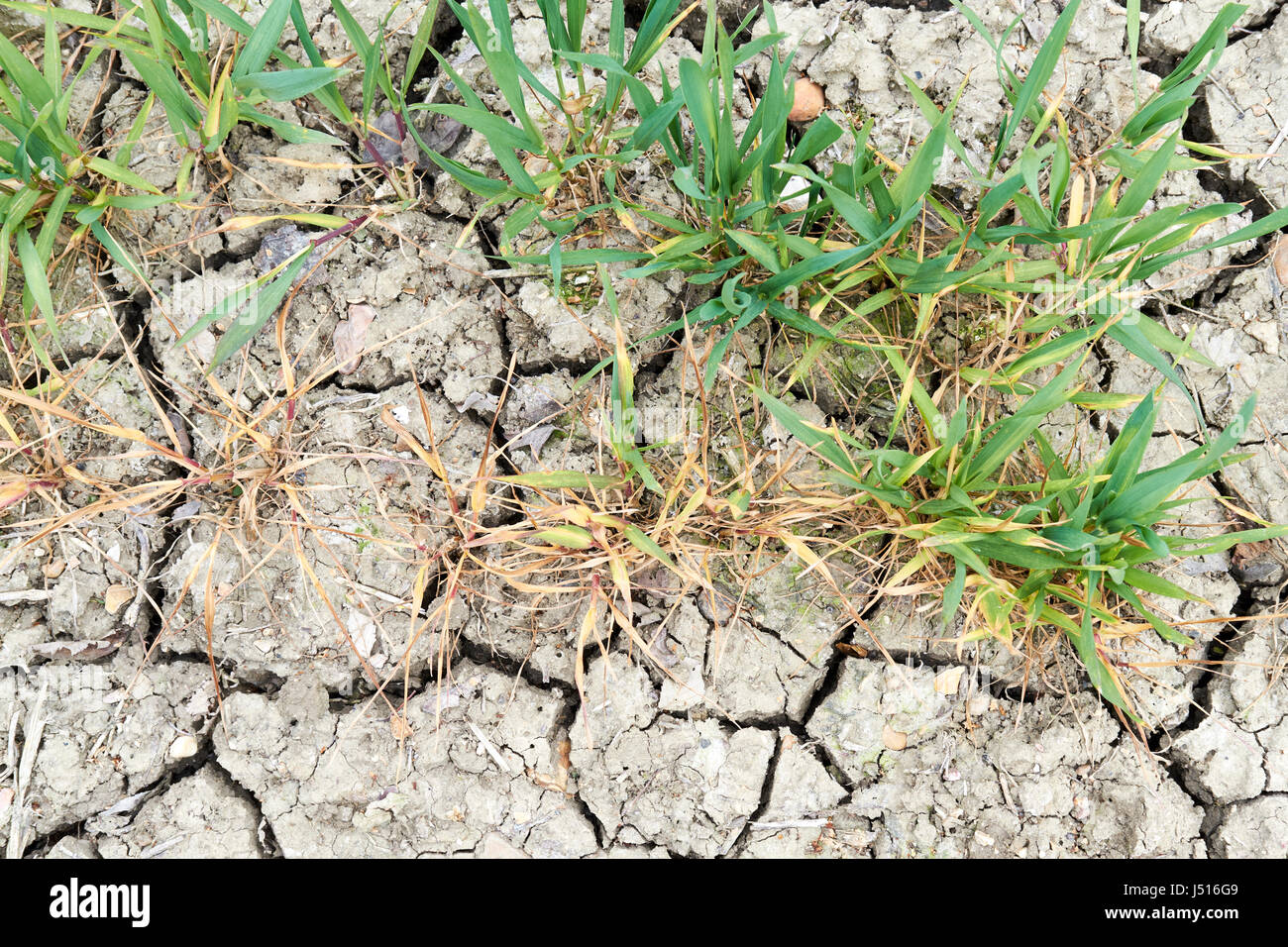 Parched desiccated agricultural soil and wilting wheat crop due to dry climatic conditions, UK. Stock Photo