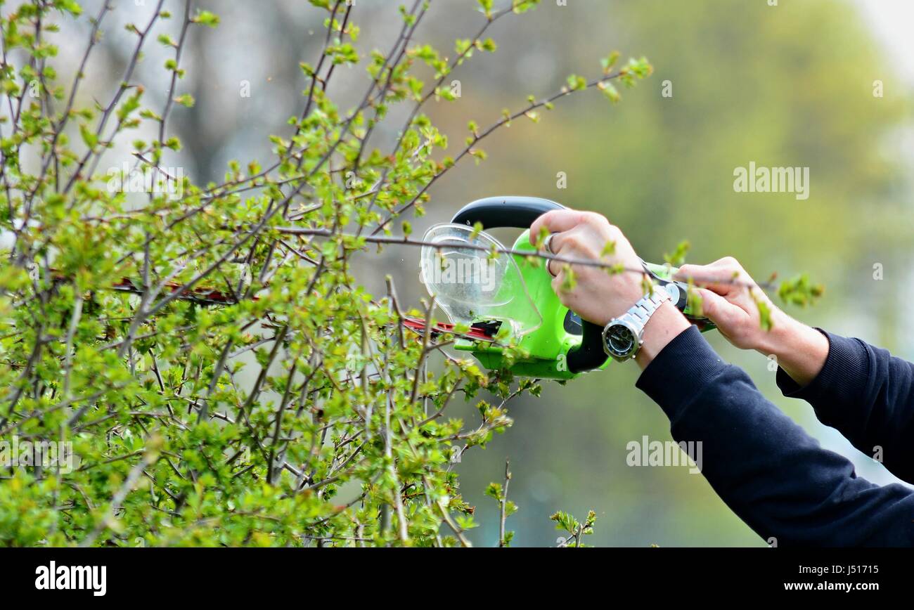 Trimming a Hedge with Electric Hedge Trimmer. Stock Photo