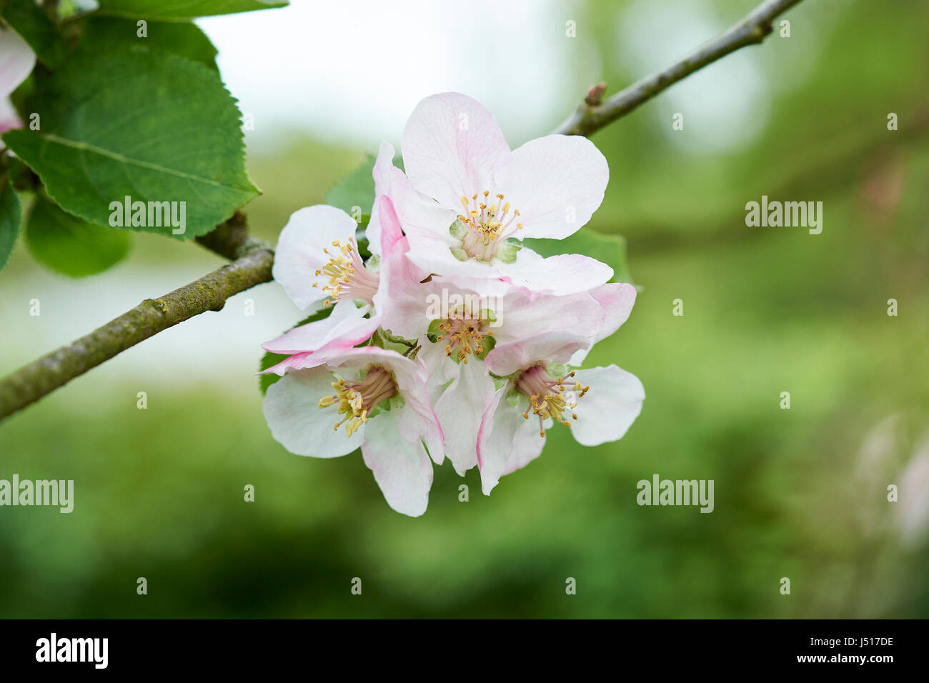 Springtime pink apple blossom on a Bramley apple tree Stock Photo Alamy