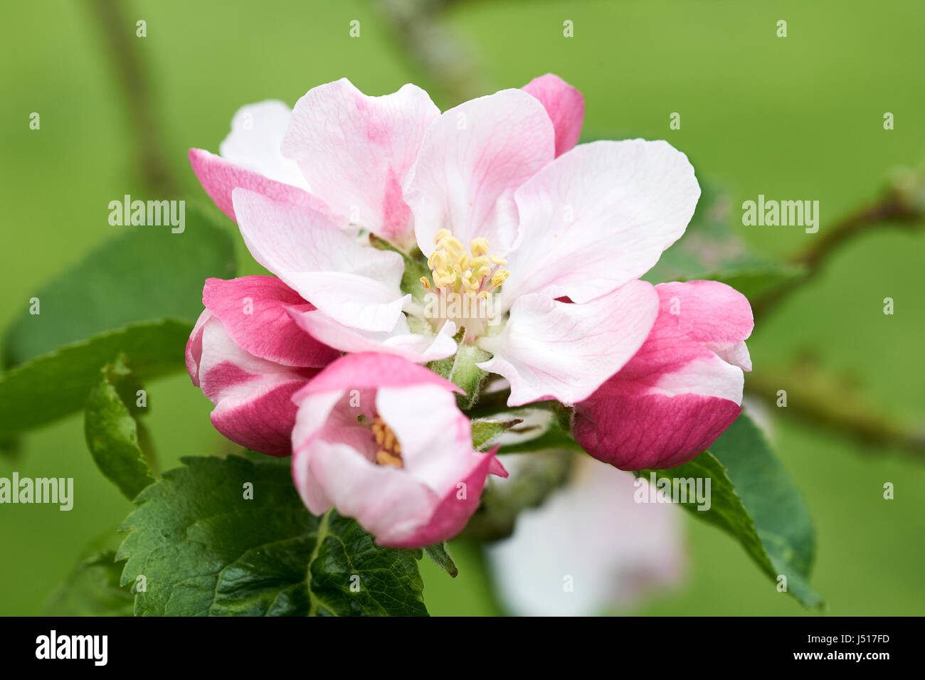Springtime pink apple blossom on a Bramley apple tree Stock Photo Alamy