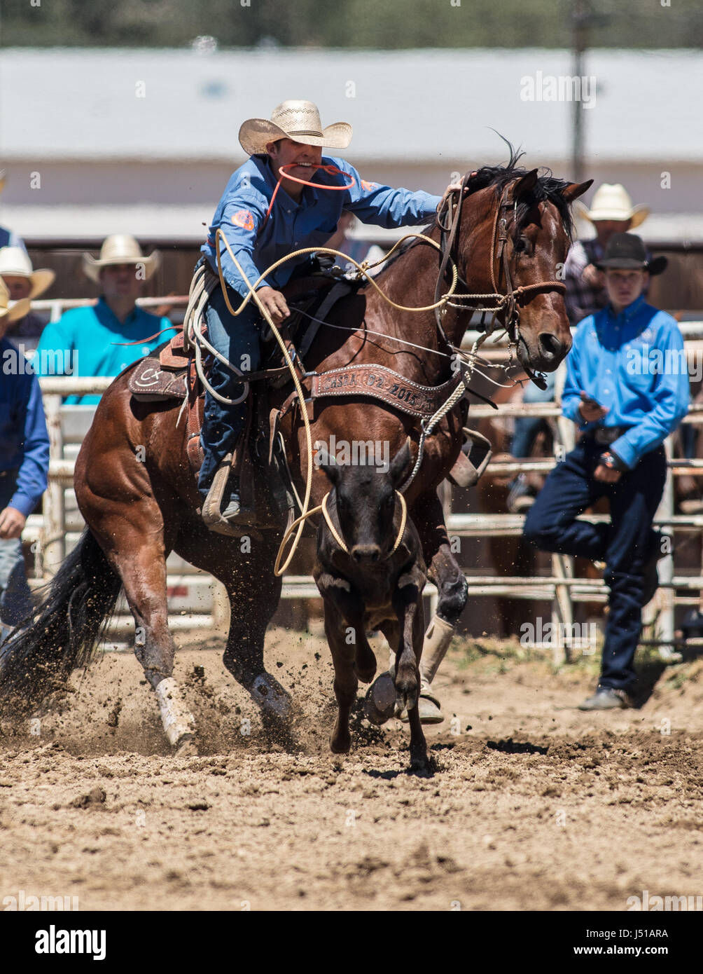 Calf roping cowboy at the rodeo in Cottonwood, California. Stock Photo