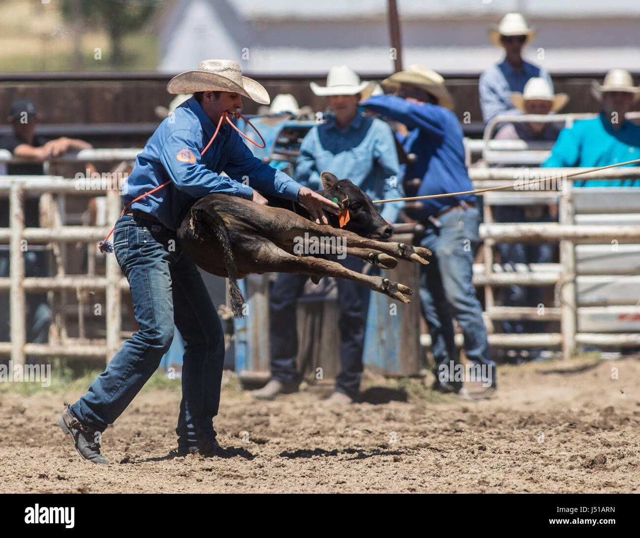Calf roping cowboy at the rodeo in Cottonwood, California. Stock Photo