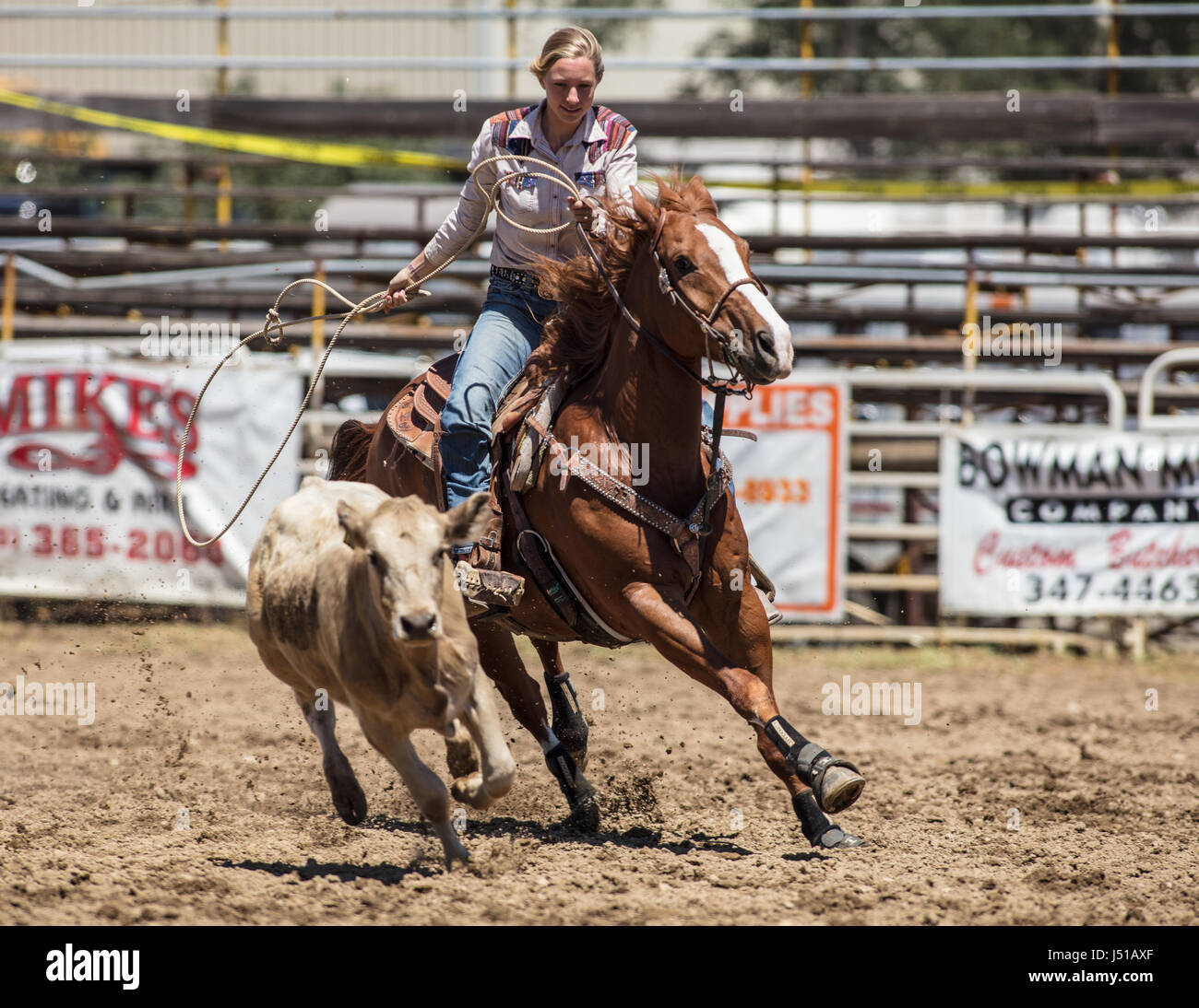 Calf Roping at the Cottonwood Rodeo in California Stock Photo - Alamy