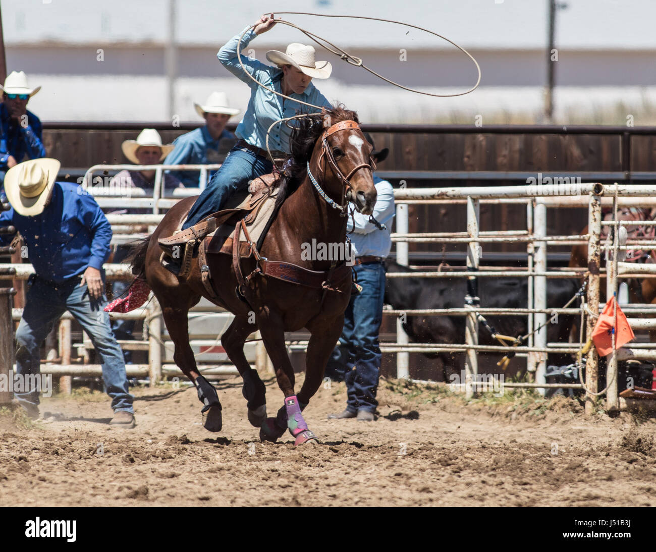 Calf Roping at the Cottonwood Rodeo in California Stock Photo - Alamy