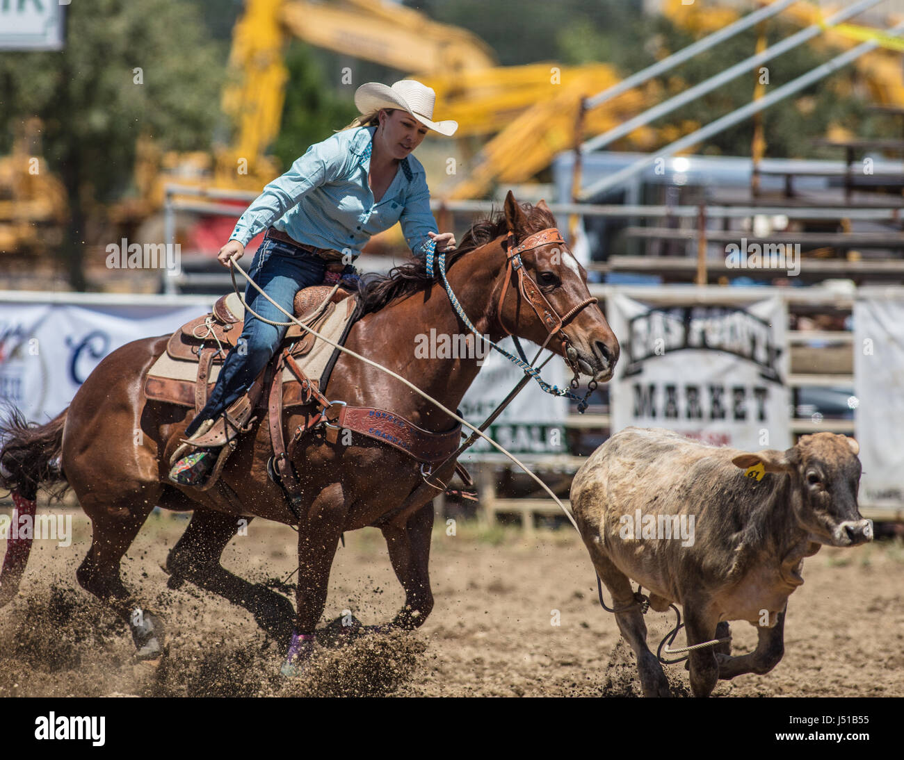 Calf Roping at the Cottonwood Rodeo in California Stock Photo Alamy