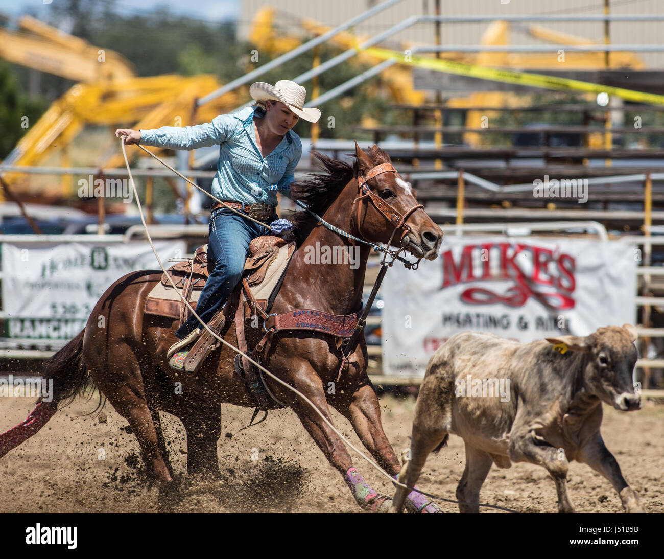 Calf Roping at the Cottonwood Rodeo in California Stock Photo - Alamy